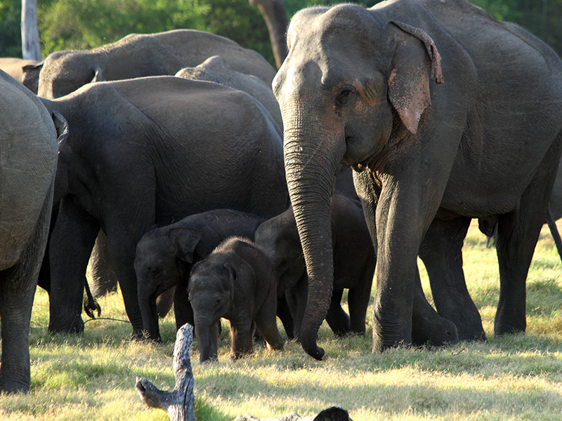 Wildlife at Yala National Park, best safari destination Sri Lanka